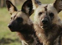 野蛮王国 第三季,传奇再续，战火重燃